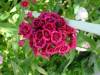 DSC00113.jpg