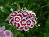 DSC00121.jpg