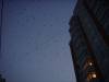 DSC03592.JPG
