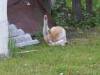 cat.jpg