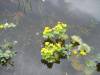 DSC01161.JPG