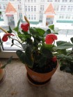 IMG_2017-12-04_122020.jpg