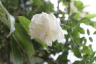 IMG_6382.JPG