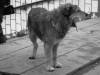 DSC00494-B&W_resize.jpg
