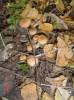 DSC02967-1.JPG