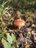 DSC02971-1.JPG