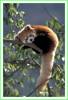 sm000032-panda.jpg
