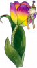 tulip44.png