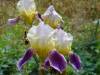 DSC00409.jpg