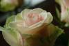 DSC_0158.jpg