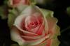 DSC_0159.jpg