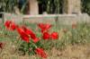 DSC_0466.jpg