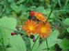 DSC00591.JPG