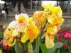   DSC07785.jpg