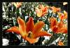 0028_RT16_film.jpg