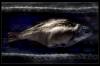 Файл: fish_6_prev.jpg
Объем: 122КБ
Размеры: 800x533
Дата: Янв 06, 2007 fish_6_prev.jpg