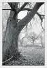 Файл: tree_gr_prev.jpg
Объем: 218КБ
Размеры: 552x800
Дата: Янв 11, 2007 tree_gr_prev.jpg