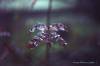 butterfly1_web.jpg