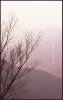 china_0084c2purpw.jpg