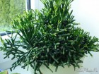 1353494918_world-plants.ru.jpg