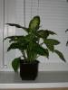 DSCN5698.JPG