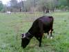 cows.jpg