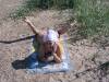 Файл: P1010272_.jpg
Объем: 183КБ
Размеры: 800x600
Дата: Июнь 14, 2006 P1010272_.jpg