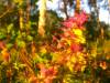 ____________019.jpg