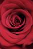IMG_0338_filtered2.jpg