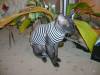 DSC00345.JPG