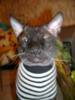 DSC00347.JPG