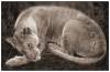 1152350664_lioness_sleeping1.jpg