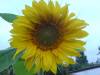 DSC00254_1.jpg