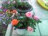 Файл: Photo-0354.jpg
Объем: 47КБ
Размеры: 500x375
Дата: Март 24, 2008 Photo-0354.jpg
