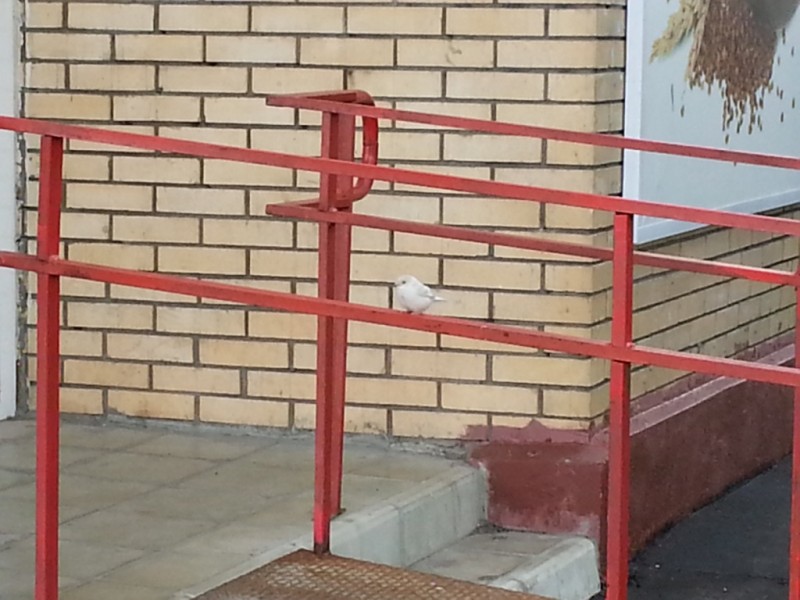 ,     