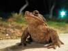 Frog_2.jpg
