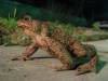 Frog_3.jpg