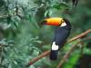 Toco_Toucan.jpg