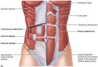 core-muscles.jpg
