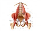 psoas_2_800x600.jpg