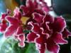 Файл: fialka.jpg
Объем: 40КБ
Размеры: 240x180
Дата: Апр 17, 2009 fialka.jpg