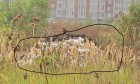 IMG_0005__555.jpg