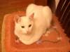 Файл: WhiteCat.JPG
Объем: 11КБ
Размеры: 329x244
Дата: Нояб 24, 2008 WhiteCat.JPG