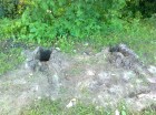 image_0407.jpg