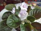 DSC00205.jpg