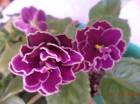 DSC00286.jpg