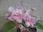 DSC00315.jpg
