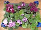 DSC00355.jpg