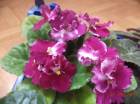 DSC00357.jpg