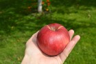 DSC_0299.JPG